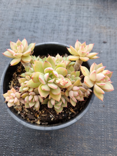 *GLGhybrid(2-36) Echeveria Derenbergii hybris 静夜杂