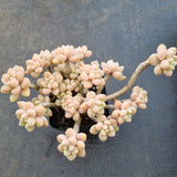 *GLGhybrid(1-1657) Graptopetalum ‘Blush Danko’ 绯丸