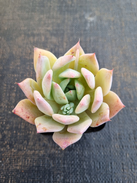 *GLGhybrid(1-1247) Echeveria Mexican Giant hybrid 巨人杂