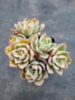 *GLGhybrid(1-978) Echeveria Ballsii Hybrid 灰姑娘杂