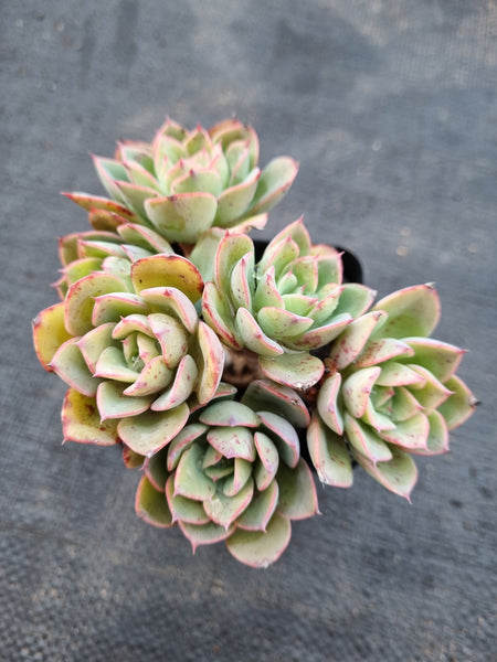*GLGhybrid(1-978) Echeveria Ballsii Hybrid 灰姑娘杂