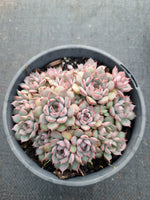 11cm pot Echeveria Summer Dream 夏梦11cm盆