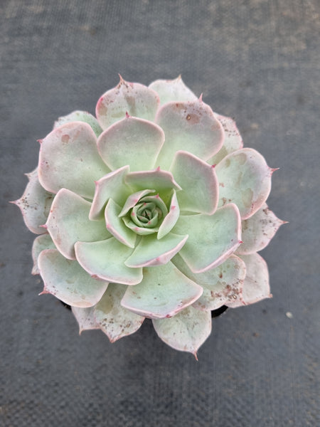 *GLGhybrid(1-944) Echeveria Reglensis hybrid 红颜杂