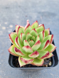 *GLGhybrid(1-1405) Echeveria Romeo hybrid 血罗杂