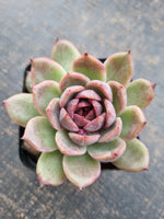 *GLGhybrid(1-715)  Echeveria 'Bloody Maria' hybrid 血色玛丽亚杂