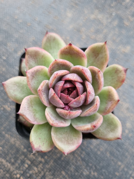 *GLGhybrid(1-715)  Echeveria 'Bloody Maria' hybrid 血色玛丽亚杂