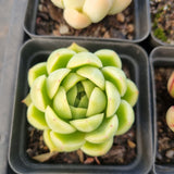 *GLGhybrid(1-1681) Special hybrid pack of 4