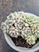 *GLGhybrid(2-282) Graptoveria Titubans hybrid 白牡丹杂