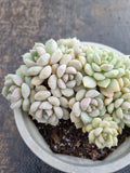 *GLGhybrid(2-282) Graptoveria Titubans hybrid 白牡丹杂