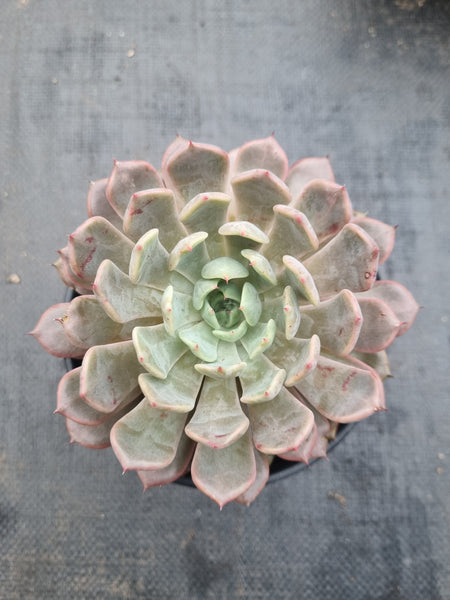 *GLGhybrid(2-367) Echeveria cuspidata var. Zaragozae hybrid 黑爪杂