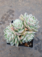 9cm pot Echeveria Icy Beauty 冰美人9cm盆