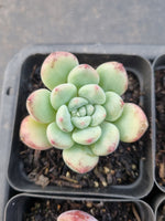*GLGhybrid(1-906) Special hybrid pack of 4