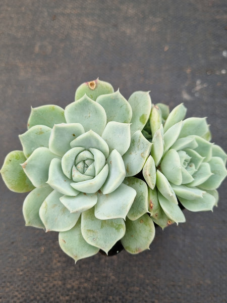 *GLGhybrid(1-1578) Echeveria Hyalina hybrid 海琳娜杂