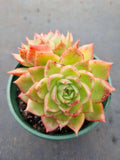 *GLGhybrid(2-19) Echeveria Agavoides hybrid 东云杂
