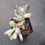 Cotyledon Orbiculata cv. Long Leaf Variegated 棒叶福娘锦