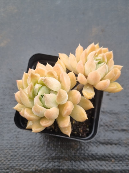 *GLGhybrid(1-1472) Graptopetalum Mendozae hybrid 丸姬杂