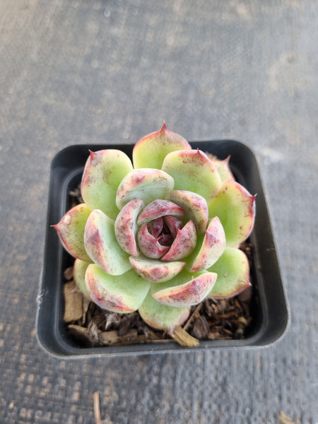 *GLGhybrid(1-1315) Echeveria 'Bloody Maria' hybrid 血色玛丽亚杂