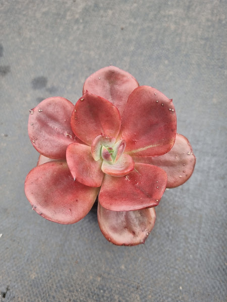 *GLGhybrid(1-1364) Echeveria hybrid