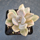 Graptophytum Supreme variegated 冬美人锦