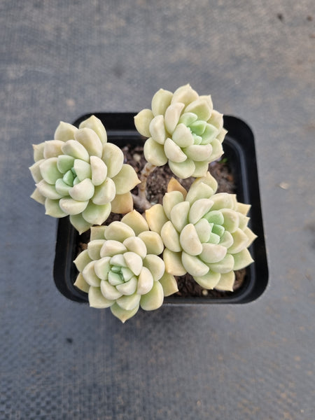 *GLGhybrid(1-918) Graptopetalum Mendozae hybrid 丸姬杂