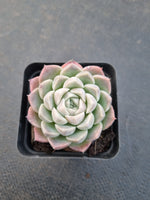 *GLGhybrid(1-888) Echeveria Elegans 'Alba' hybrid 白月影杂