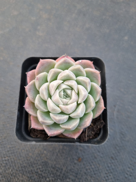 *GLGhybrid(1-888) Echeveria Elegans 'Alba' hybrid 白月影杂