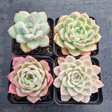*GLGhybrid(1-500) Special hybrid pack of 4