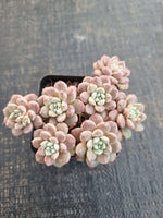 *GLGhybrid(1-1278) Graptopetalum Red Bean 姬红豆