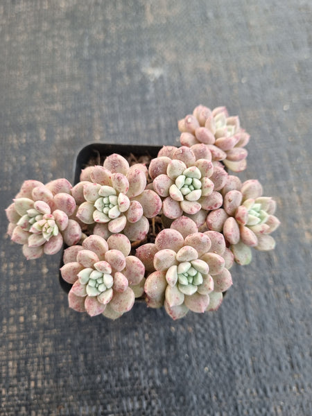 *GLGhybrid(1-1278) Graptopetalum Red Bean 姬红豆