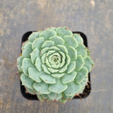 Echeveria Red Hole 朱砂痣
