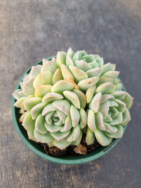 *GLGhybrid (2-139) Echeveria Schichi-kuksi hybrid