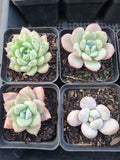 *GLGhybrid(1-907) Special hybrid pack of 4