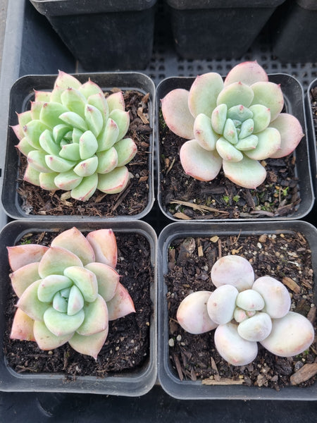 *GLGhybrid(1-907) Special hybrid pack of 4