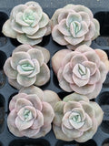 Graptoveria Lovely Rose - wide leaf cutting 大叶可爱玫瑰砍枝