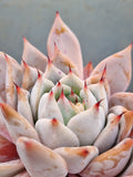 *GLGhybrid(2-13) Echeveria Mexican GiantXEcheveria cuspidata var. Zaragozae巨人杂黑爪
