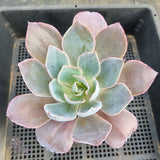 11cm pot Echeveria Afterglow  晚霞11cm盆