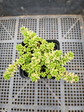 Sedum Golden rice (variegated) 棒叶万年草锦