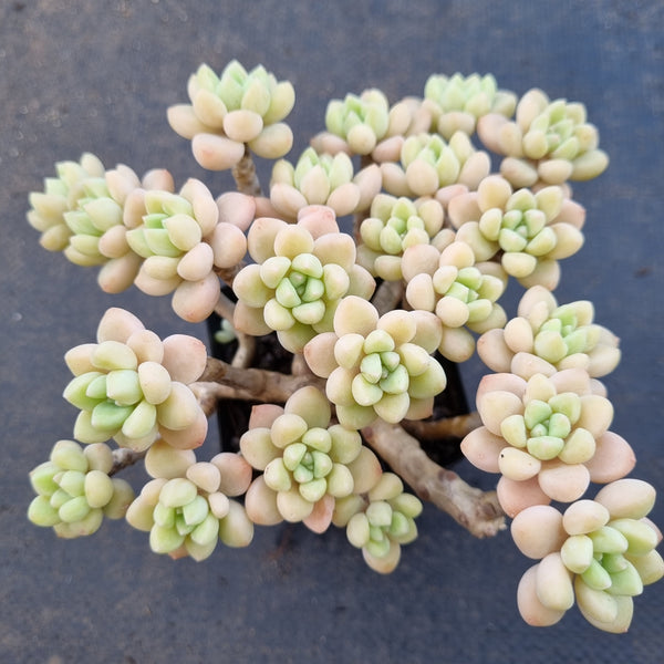 *GLGhybrid(1-1656) Graptopetalum ‘Blush Danko’ 绯丸