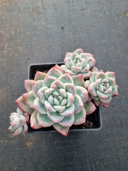 9cm pot Echeveria 'Alba Beauty' 阿尔巴佳人9cm盆