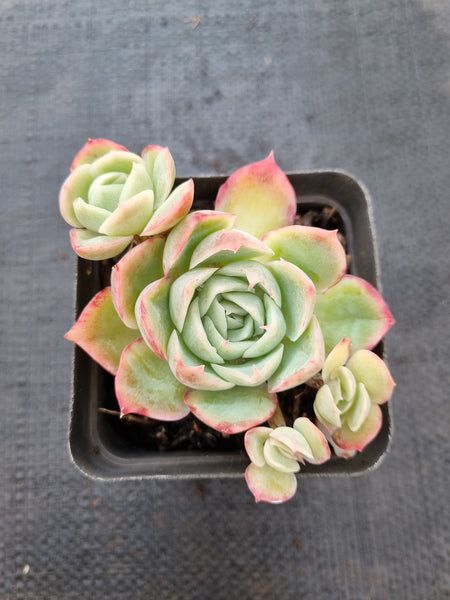 *GLGhybrid(1-396) Echeveria Simulans Ascension hybrid 蓝丝绒杂