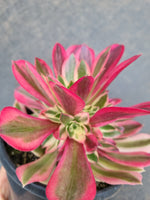 Aeonium Pink Witch 粉女巫