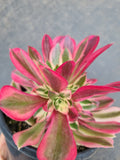 Aeonium Pink Witch 粉女巫