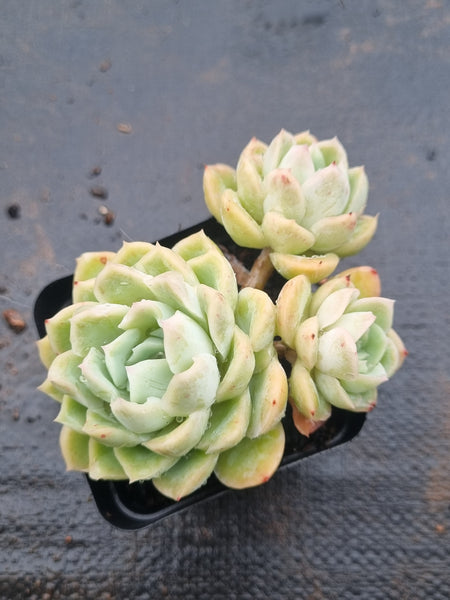 *GLGhybrid(1-1513) Echeveria Elegans 'Alba' hybrid 白月影杂