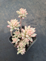 Sedeveria 'Silver Frost' 树冰