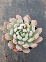 *GLGhybrid (2-102) Pachyveria Elaine hybrid 香水杂