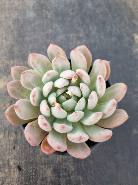 *GLGhybrid (2-102) Pachyveria Elaine hybrid 香水杂