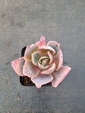 Echeveria Afterglow  晚霞
