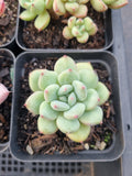 *GLGhybrid(1-908) Special hybrid pack of 4
