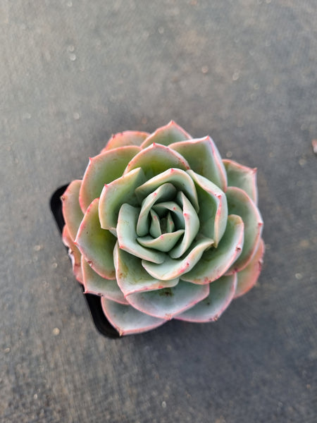 Echeveria Cansu 参宿薄荷