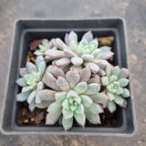 Echeveria Subcorymbosa Lau 030  蓝宝石